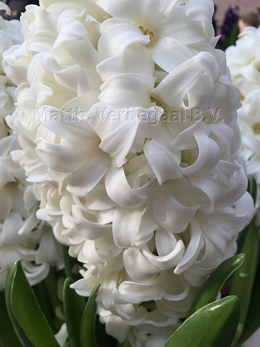 Hyacinthus Top White