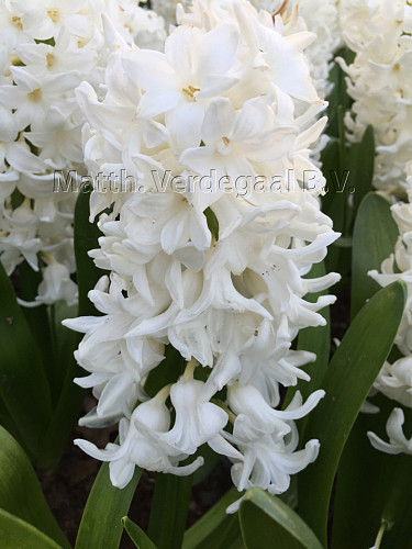 Hyacinthus White King