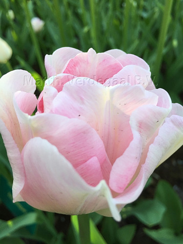 Tulipa Angelique