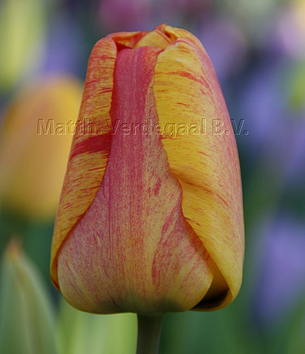 Tulipa Beauty of Apeldoorn