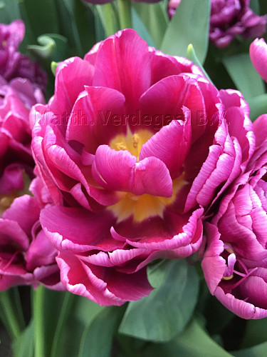Tulipa Color Burst