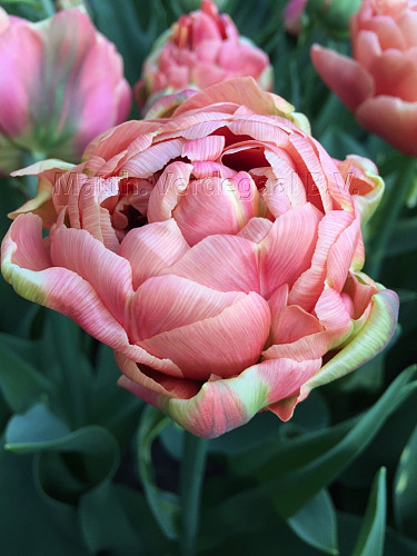 Tulipa Copper Image