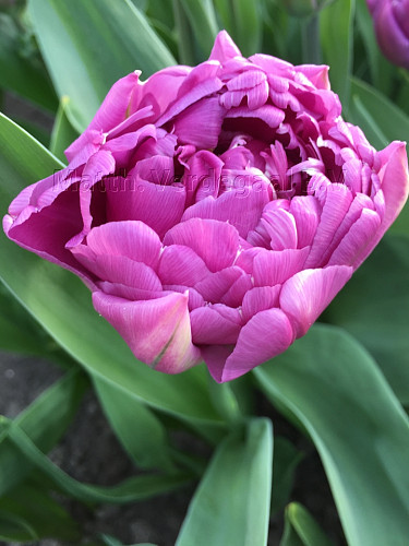 Tulipa Double Flag