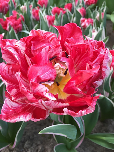 Tulipa Eternal Flame