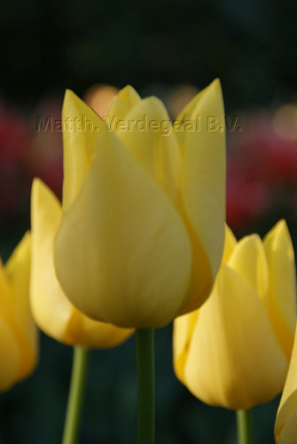Tulipa Friendship