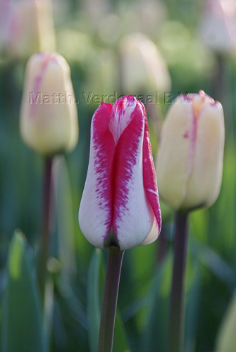 Tulipa Just Kissed