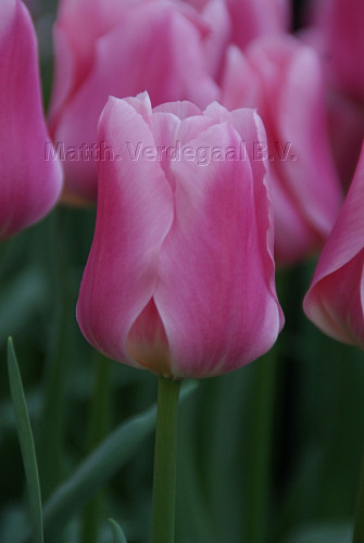 Tulipa Matchmaker