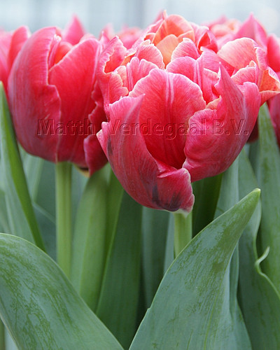 Tulipa Podium