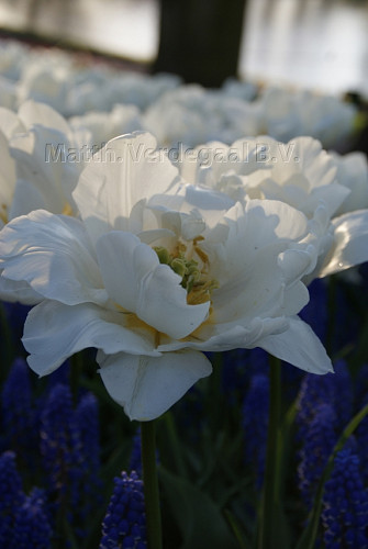 Tulipa Popcorn