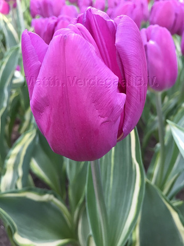Tulipa Purple Flag desgin