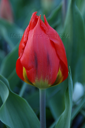 Tulipa Red Flair