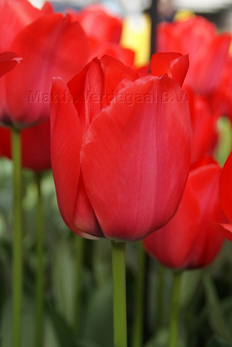 Tulipa Spryng