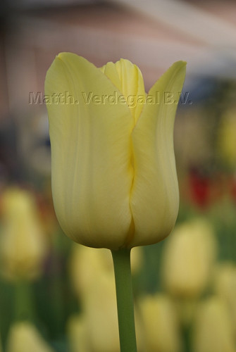 Tulipa World Friendship