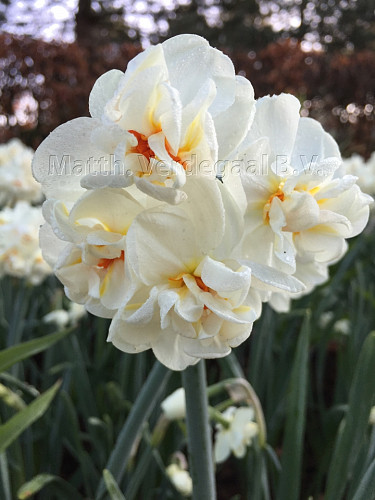 Narcissus Arkle