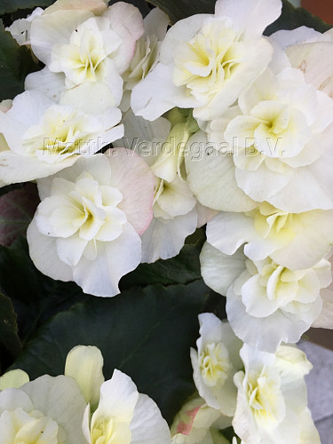 Begonia white