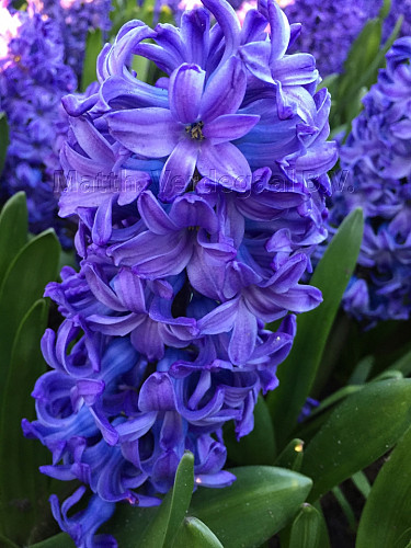 Hyacinthus Delft Blue