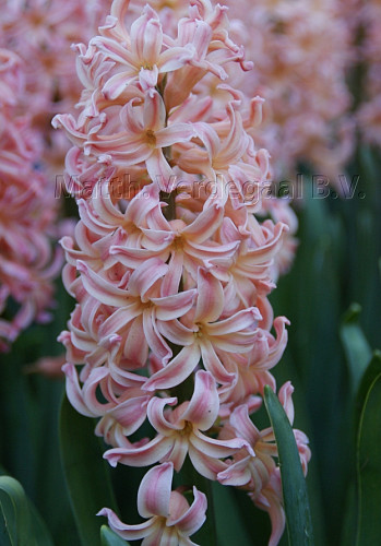 Hyacinthus Gypsy Queen