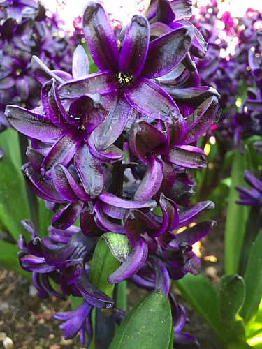 Hyacinthus Dark Dimension