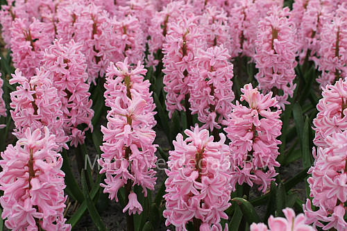 Hyacinthus Lady Derby