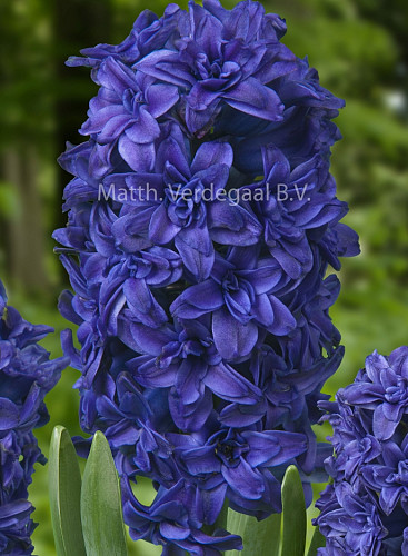 Hyacinthus Manhattan