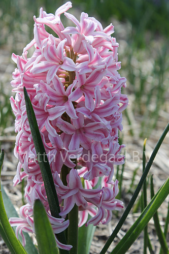 Hyacinthus Pink Jacket