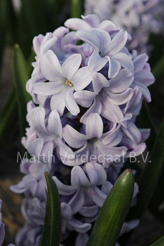 Hyacinthus Silverstone