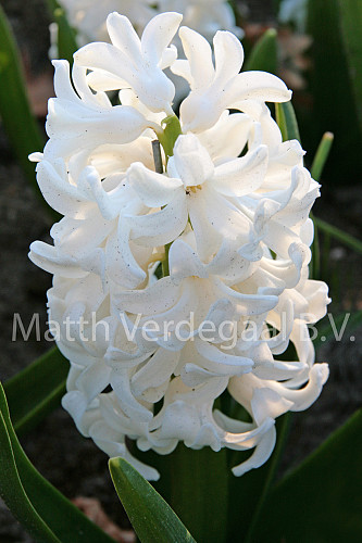Hyacinthus Fairly (Fairy White)