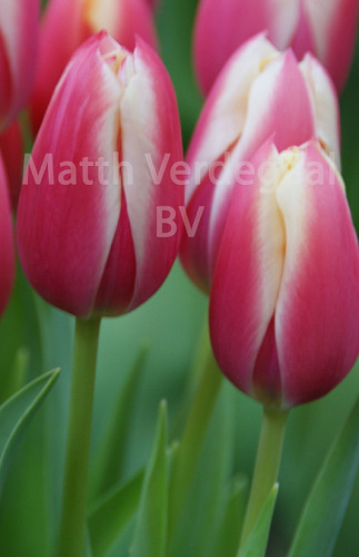 Tulipa Canvas