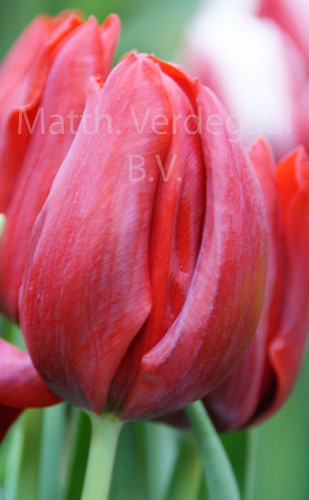 Tulipa Delta Red
