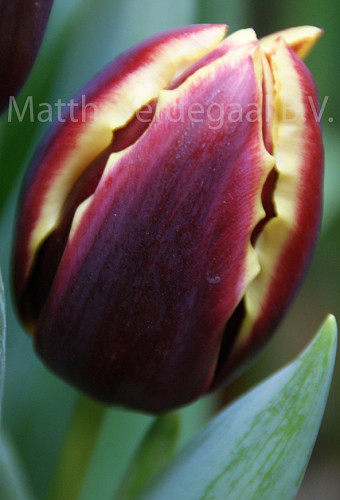 Tulipa Doberman