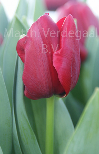 Tulipa Hotspot