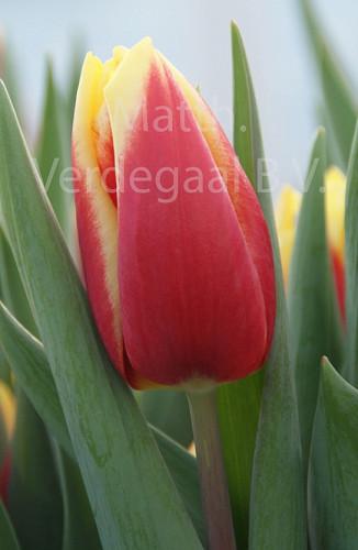 Tulipa Jan Seignette