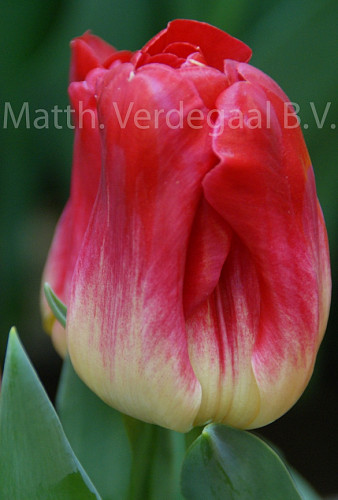 Tulipa Match