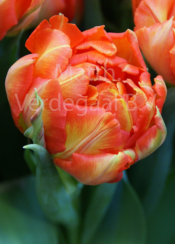 Tulipa Monte Orange