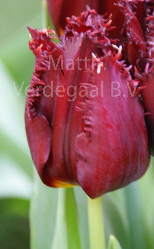 Tulipa Pacific Pearl