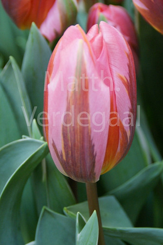 Tulipa Pretty Princess