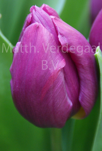 Tulipa Purple Prince