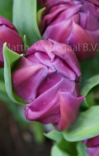 Tulipa Respectable