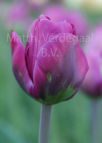 Tulipa Abigail