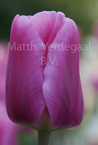 Tulipa Pink Ady