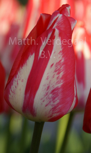 Tulipa Spring Break