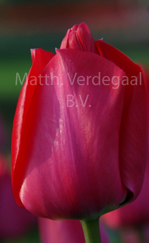 Tulipa Spring Tide
