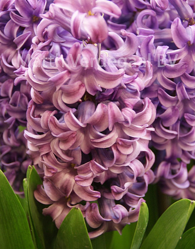 Hyacinthus Amaranta
