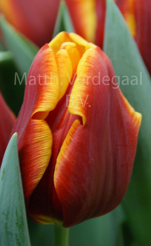 Tulipa Devenish
