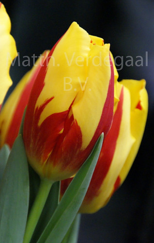 Tulipa Dream Flame