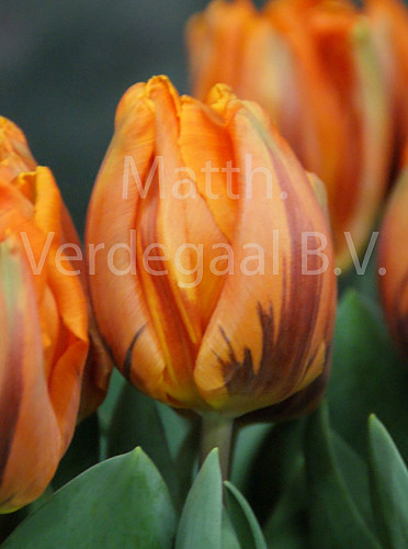 Tulipa Hermitage