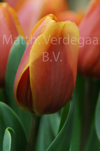 Tulipa Kings Orange