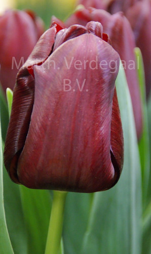 Tulipa Mascara