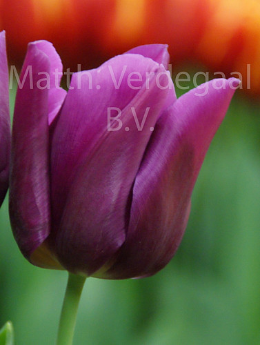 Tulipa Passionale