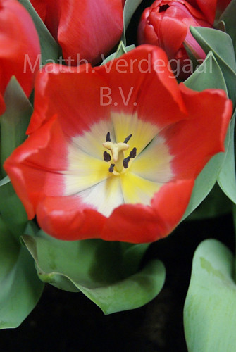 Tulipa Serenity